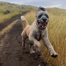 Saint Berdoodles from M&M Saint Berdoodles