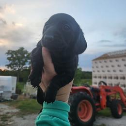 Pearl - Black female Dachshund puppy in Cedarcreek, Missouri from Cedarcreek Dachshunds