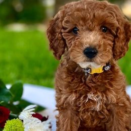 Bernedoodles and Goldendoodles from Country Mountain Dogs