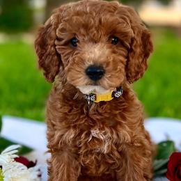 Bernedoodles and Goldendoodles from Country Mountain Dogs