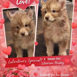 Vixen - Red and white female Siberian Husky puppy in Doswell, Virginia from Shinko Siberians
