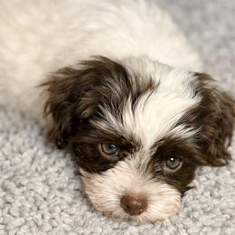 Havanese Puppies from Colhaven Havanese
