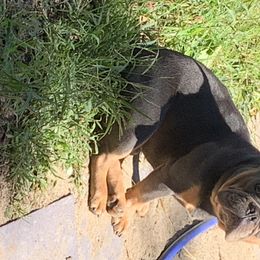 Armin  - French Bulldog