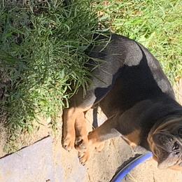 Armin  - French Bulldog