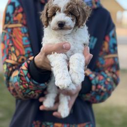 Cavapoo, Goldendoodle, Maltipoo, and Poodle Puppies from Precious Paws Ranch