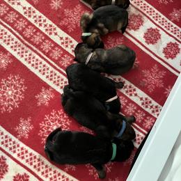 German Shepherd Puppies from RED’s German Shepherds