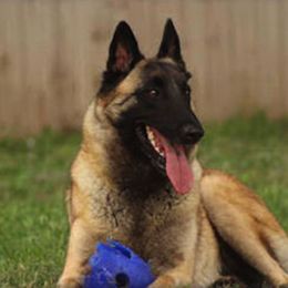 Belgian Malinois All Grown Up from Concho Belgian Malinois