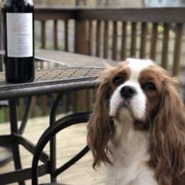 Cavalier King Charles Spaniel Puppies from Cavalier Kisses