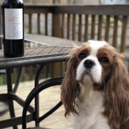 Cavalier King Charles Spaniel Puppies from Cavalier Kisses