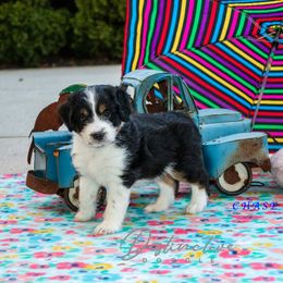 Chase - Black tri-color male Aussiedoodle puppy in Kennesaw, Georgia from Distinctive Doodle
