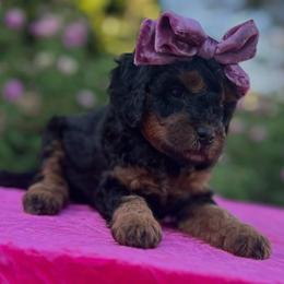 Whitley - Phantom female Goldendoodle puppy in Boaz, Alabama from Doodles All Day