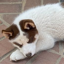 King Haemus of Thrace Son of the North Wind - Brown and white Siberian Husky puppy in Chester, Virginia from Dacogetic