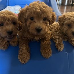 Bernedoodle, Cavapoo, and Goldendoodle Puppies from 406Doodles