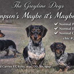 Maybelle - Dachshund