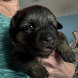 Girl 4 - female German Shepherd puppy in Germantown, Ohio from TNT Pups