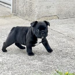 French Bulldog Puppies from Von Bales French Bulldogs