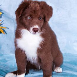 Boy 3 - Red Australian Shepherd puppy in Willcox, Arizona from Narita Farms Aussies