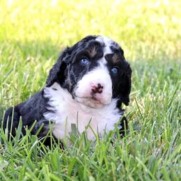El Toro Loco - male Australian Mountain Doodle puppy in Decatur, Illinois from Signature Doodles