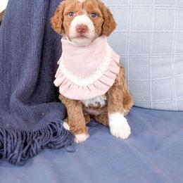 Rinse - Red  female Goldendoodle puppy in Whitesburg, Georgia from Asbury & Co Farms