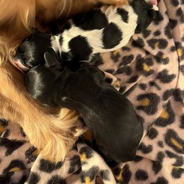 Cocker Spaniel Puppies from Gambles Cocker Spaniels
