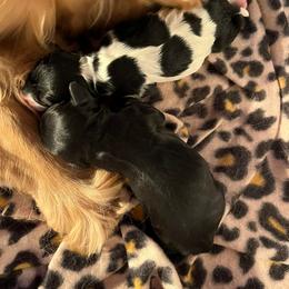 Cocker Spaniel Puppies from Gambles Cocker Spaniels