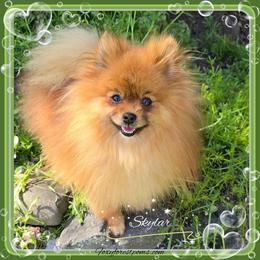 Pomeranian puppies from Foxy Forest Poms