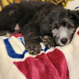 Goldendoodle Puppies from Country Pups Doodles