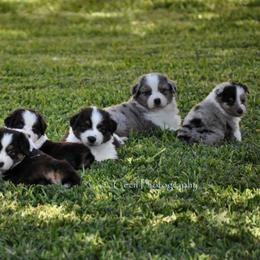 Australian Shepherd Puppies from Dovehawk Australian Shepherds