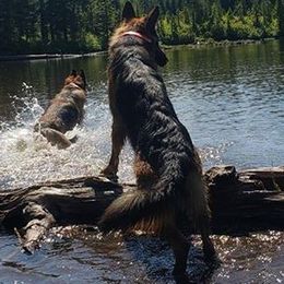German Shepherds from Von den Waldwölfen