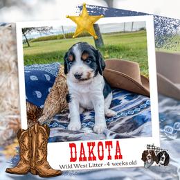 Dakota - Black white and tan male English Springer Spaniel puppy in Albany, Minnesota from Farm Fresh Labradors & English Springers