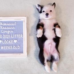 American Corgi and Pembroke Welsh Corgi Puppies from Whimsical Treasure Corgis