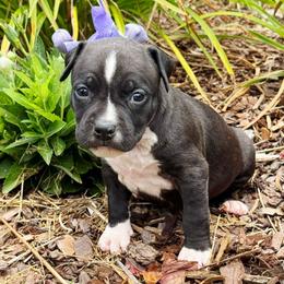 Loon - Brown brindle male American Staffordshire Terrier puppy in Clintwood, Virginia from SkyBlue Kennel