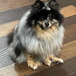 Ava - Pomeranian