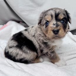 Slate - Blue merle male Miniature Australian Shepherd puppy in Bly, Oregon from Apacheblus Toy Aussies