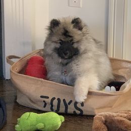 Keeshond Puppies from Kathy Dodge