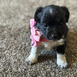 Girl 2 - Black and white female Aussiedoodle puppy in Junction, Utah from Sugar Doodles