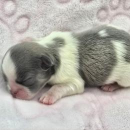 Blue and White Female - Blue and white female Shih Tzu puppy in Oakville, Washington from Garrard Creek Shih Tzus