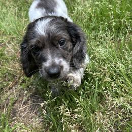 Boy 2 - male Dachshund puppy in Brevard, North Carolina from Morgan’s Dachshund’s & Aussies