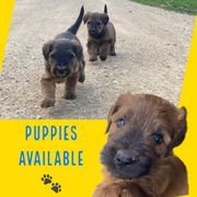 Briard puppies from Redame Briards