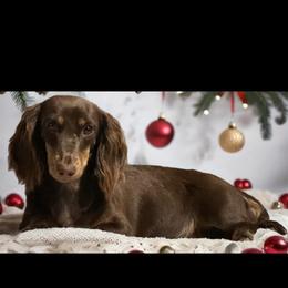 Brownie - Dachshund