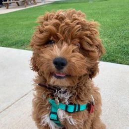 Oakleigh - Goldendoodle