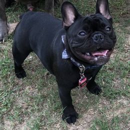 French Bulldog All Grown Up from Queens of The South Frenchies