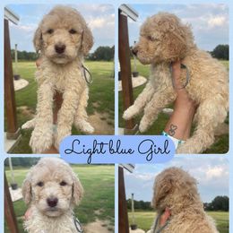 Girl 6 - Cream female Goldendoodle puppy in Cullman, Alabama from Sunflower Doodles