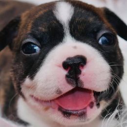 Boston Terriers from Blaze Of Glory Bostons & Frenchies