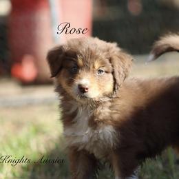 Australian Shepherd Puppies from Knight's Aussies