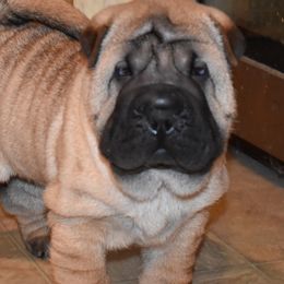 Chinese Shar-Pei from Northwest Arkansas Shar Pei