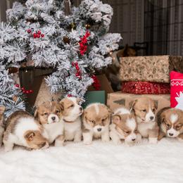 Cardigan Welsh Corgi and Pembroke Welsh Corgi Puppies from Corgi 4 Christ