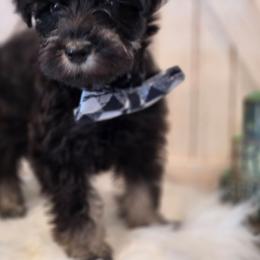 Loki - Salt and pepper male Miniature Schnauzer puppy in Rosemount, Minnesota from Weiland's Ruby