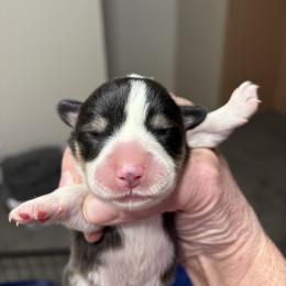 V-8 - Black and tan female Pembroke Welsh Corgi puppy in Sanford, Michigan from Tambali Pembroke Welsh Corgis