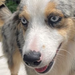 Summer - Blue merle female Miniature Australian Shepherd puppy in Somerset, Kentucky from Natural Life Ranch